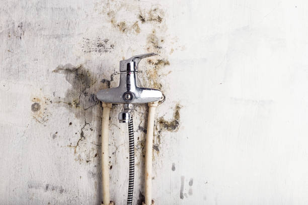 Best Professional Mold Removal  in Midlothian, IL