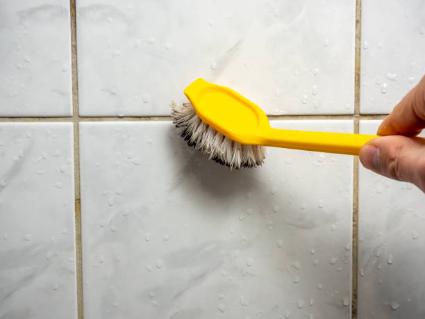 Best Mold Damage Repair  in Midlothian, IL