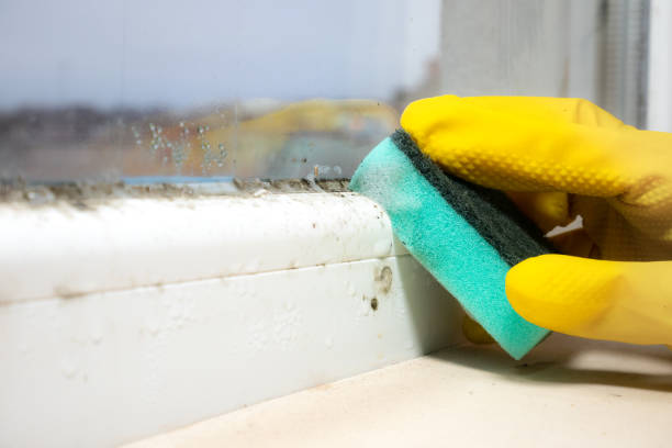 Mold Removal and Inspection in Midlothian, IL