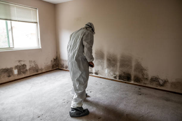 Best Certified Mold Removal  in Midlothian, IL